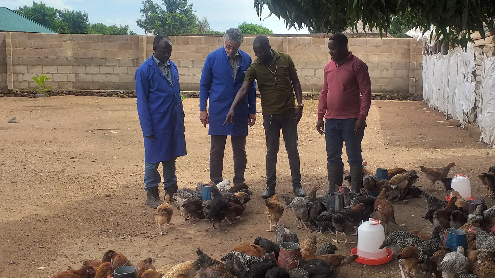 North Mara General Manager Luiz Correia inspects the Kemanyanki Group Poultry Farm which supplies eggs
to the mine and local community. The farm was one of the first community projects born from the North
Mara CDC and is run by the local youth council. This photo was taken before the Covid-19 pandemic.
