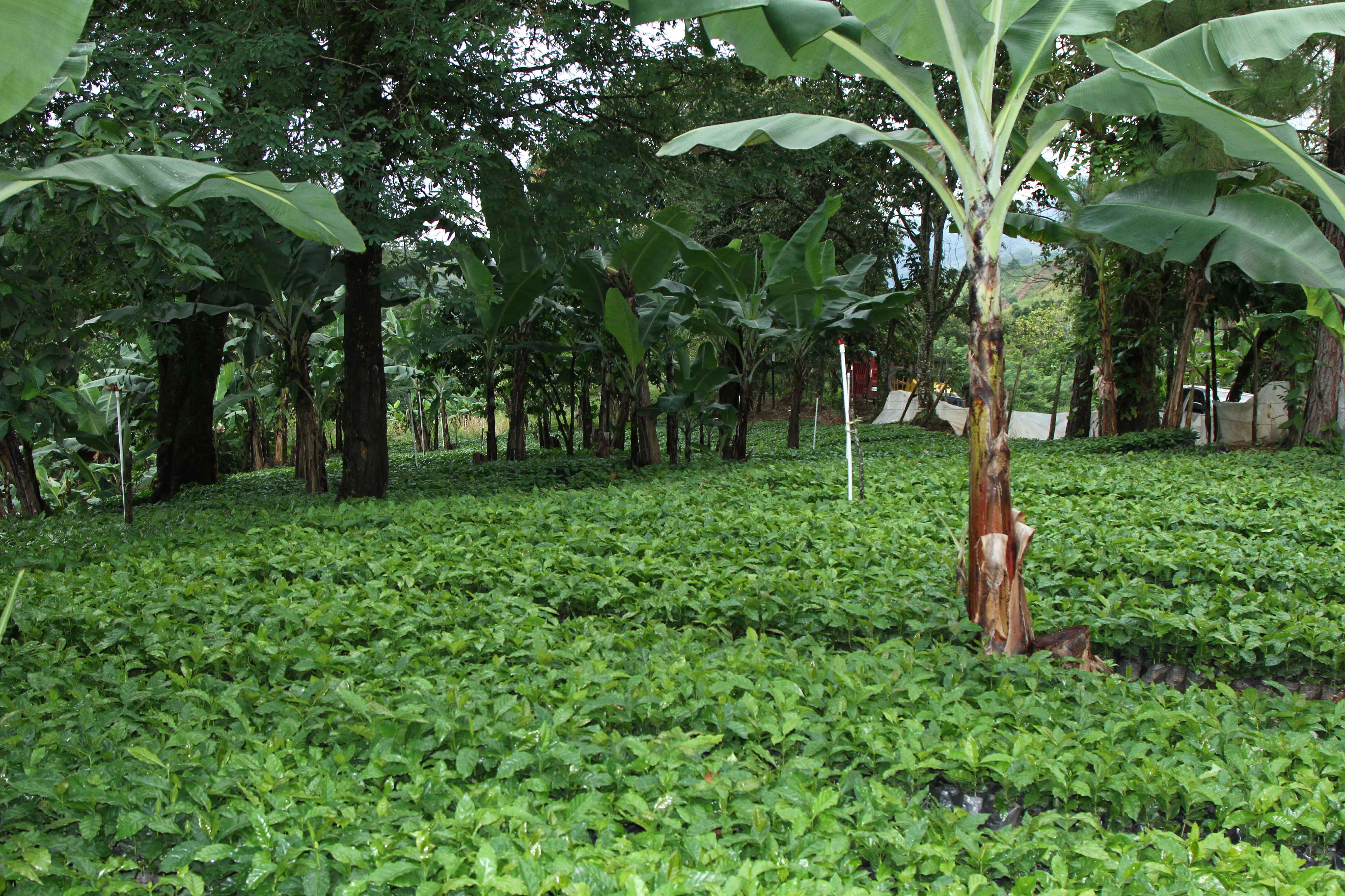 To help build a sustainable future in the communities near our Pueblo Viejo mine in the Dominican Republic, we’ve partnered with the NGO ENDA on a number of projects, including an important initiative that is helping to preserve the region’s ecosystem.