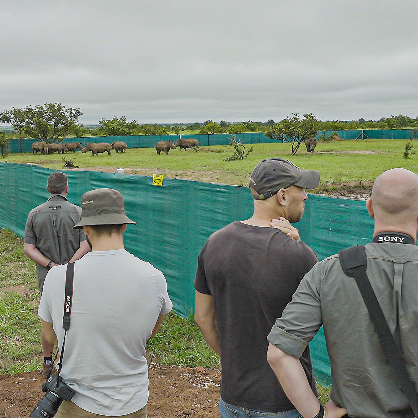 They have now been released in the park where professional staff and qualified veterinarians will regularly monitor their acclimatization.