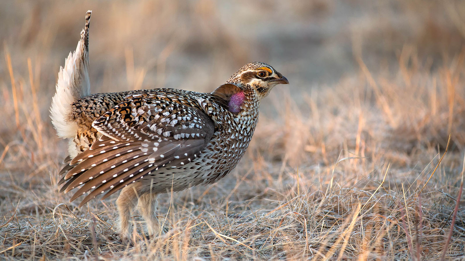 sharp-tailed grouse