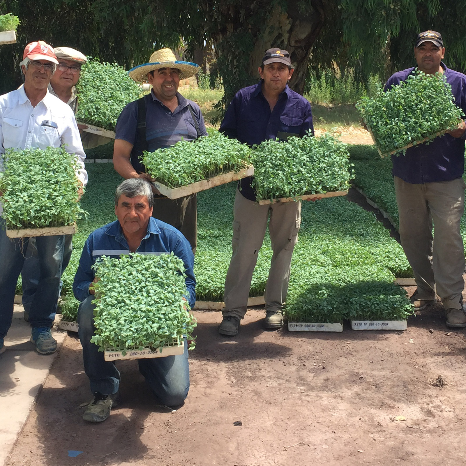 Vegetable farmers from Argentina’s Jachal community with seedlings from Barrick. The seedlings were donated as part of Barrick’s 'fresh vegetables' supply program launched in 2018.