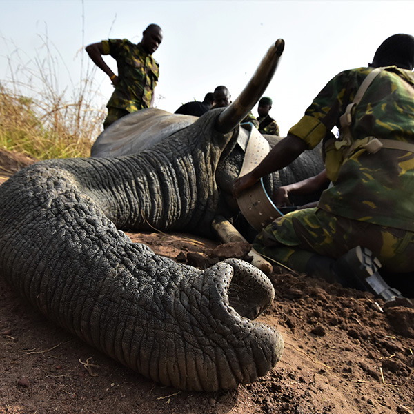 Greater Sage-Grouse habitat restoration and preservation